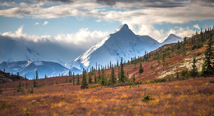 Denali landscape - fall colors and snow capped mountains in the background