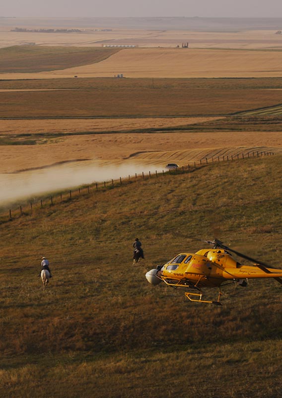 A helicopter flies over a group of ranchers and cattle over grasslands.