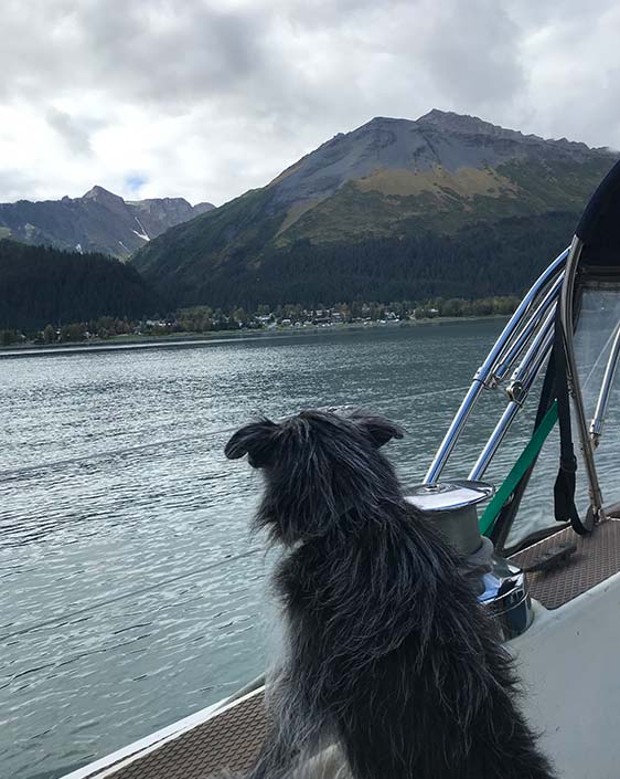 A dog looks out of a boat.